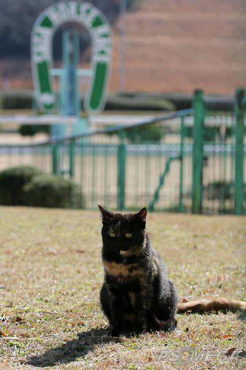 ���ꋣ�n��̖�ǔL