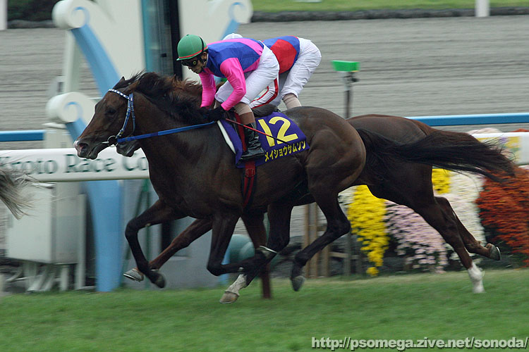 ���C�V���E�T���\��