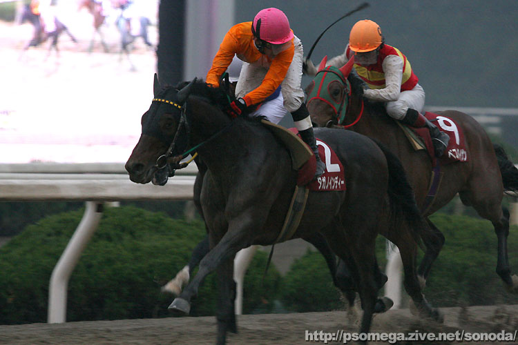 �^�K�m�C���f�B�[