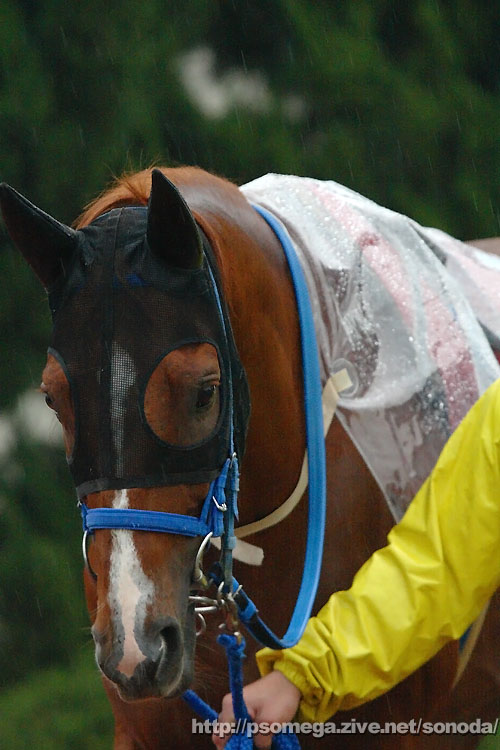 �V���{���s���l�[