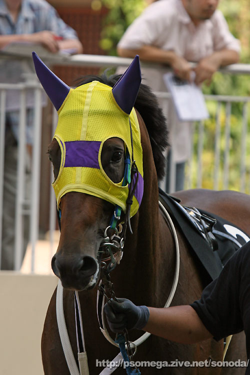 ���b�h�y�K�T�X