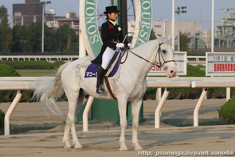 �}�R�[���[�̂�