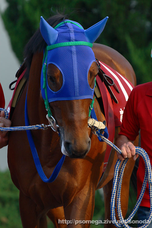 �z�N�Z�c�K�[�f��