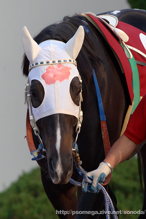 �n���C�A���}�[�`