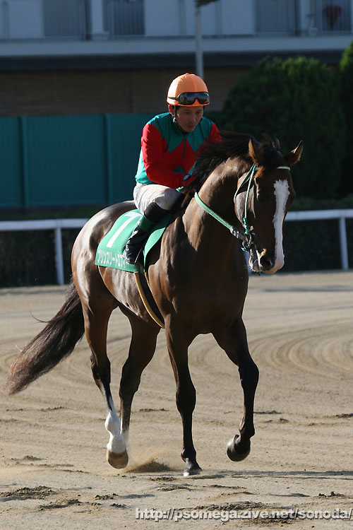 �\���_�[�g