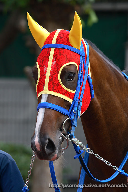 �I�[�g�A���J�f�B�A