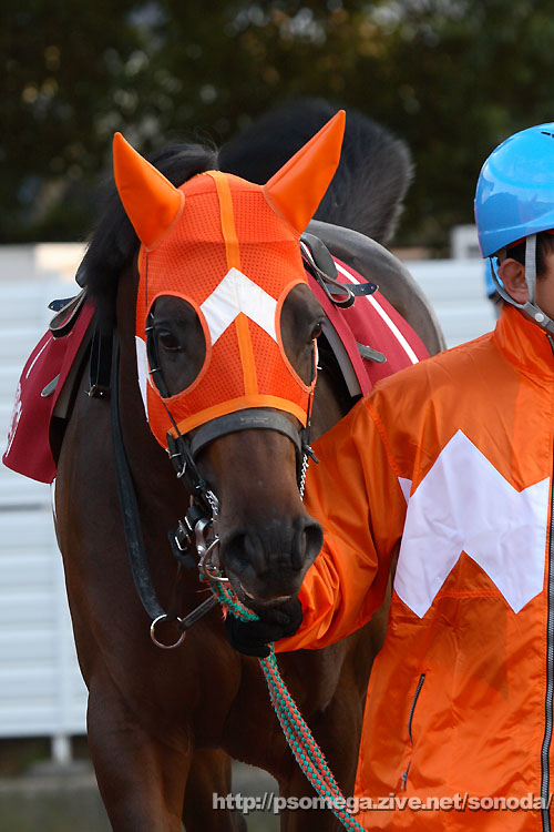 ���N�T�������_�[