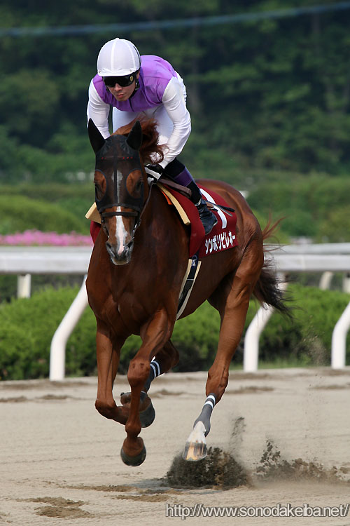 �V���{���s���l�[