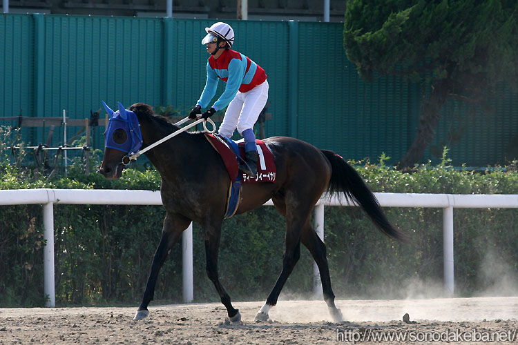 �e�B�[���B�[�C�i��