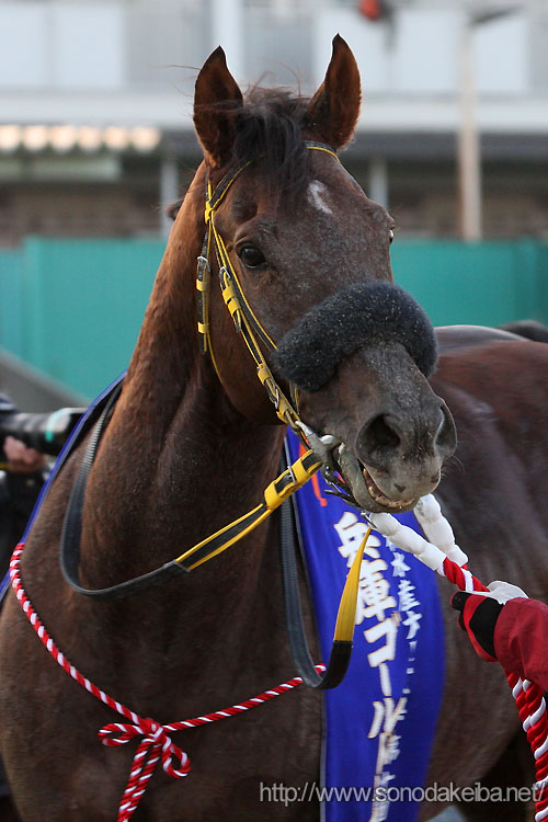 ���~�b�g���X�r�b�h