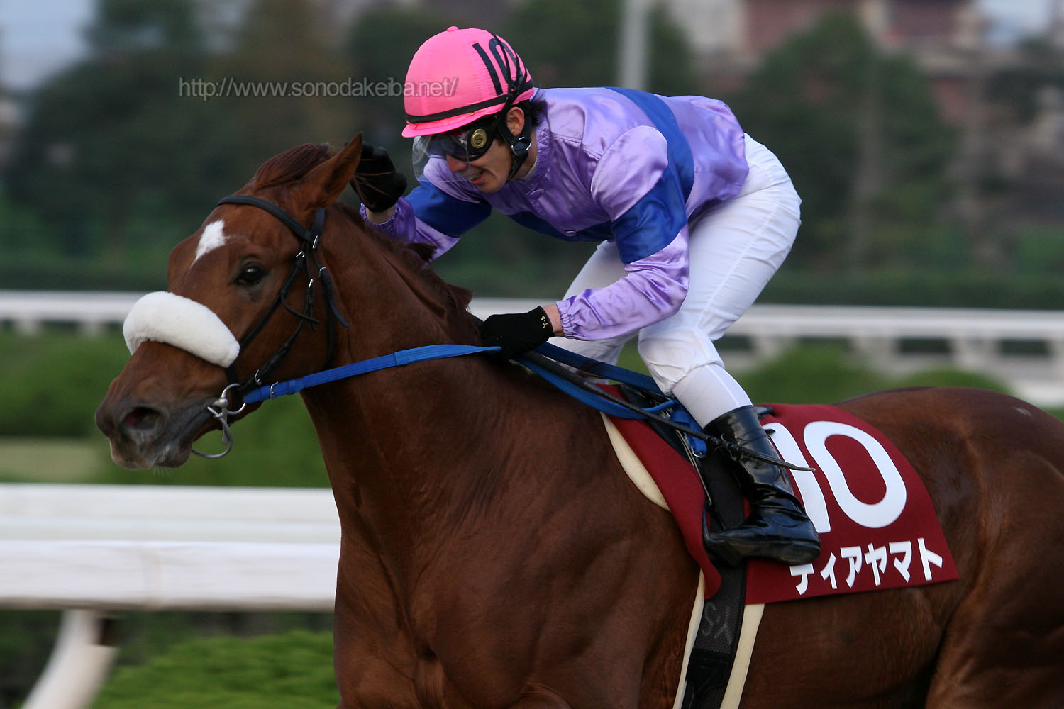 ��9�񕺌ɃW���j�A�O�����v��