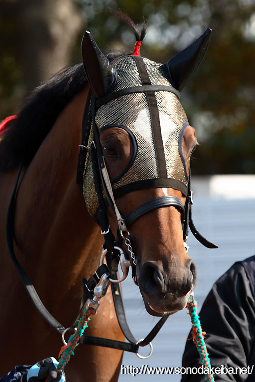 �v���`�i�N���E��