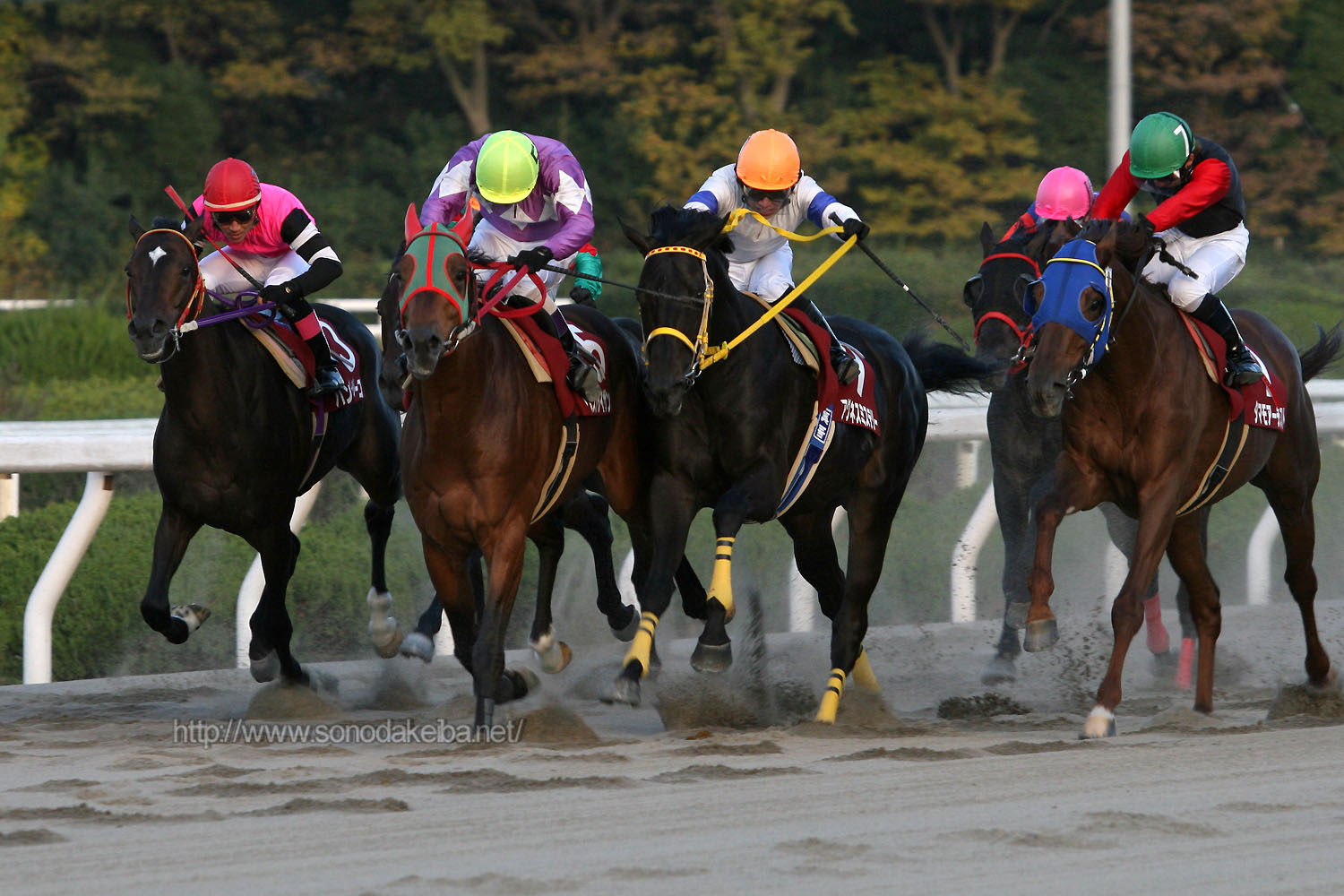 ��50�񉀓c���u