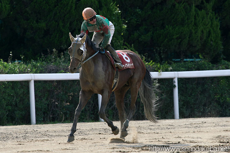 �P�C�A�C�_���V���O