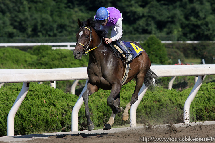 �V���{���V���[�}��