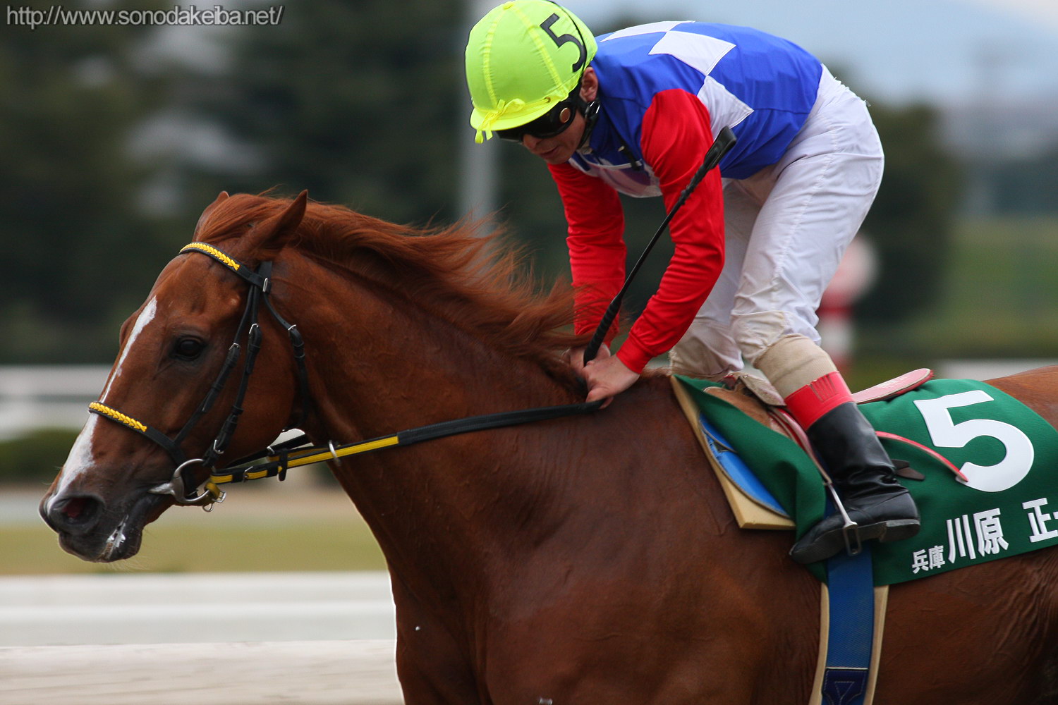 ��17��S�[���f���W���b�L�[�J�b�v