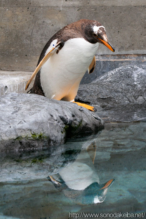 ���R������