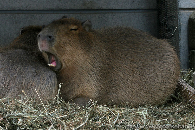 ���R������