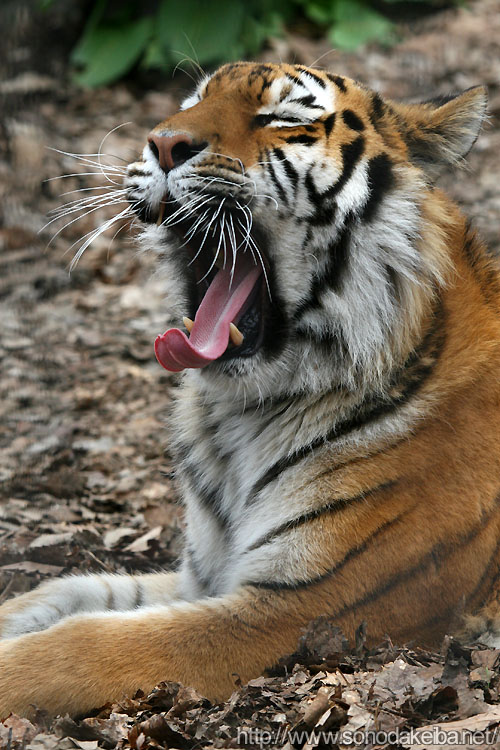 ���R������