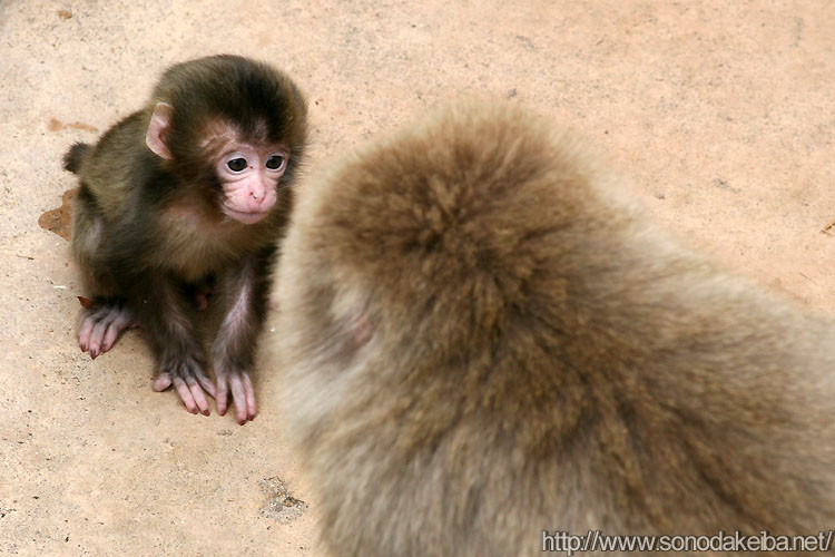 ���R������