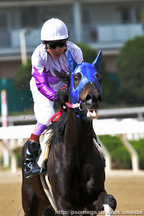 �V���b�t��