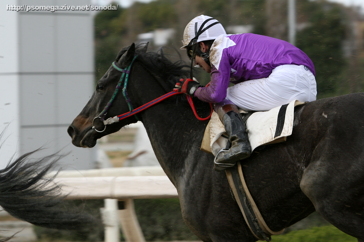 �V���b�t��